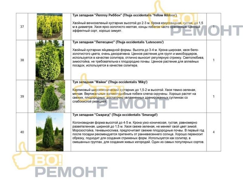 Проект благоустройства территории-102
